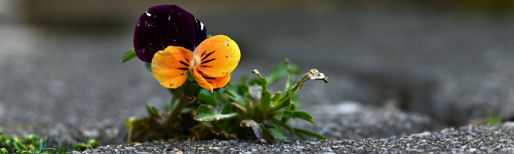 Trauma Treatment + Training PLLC